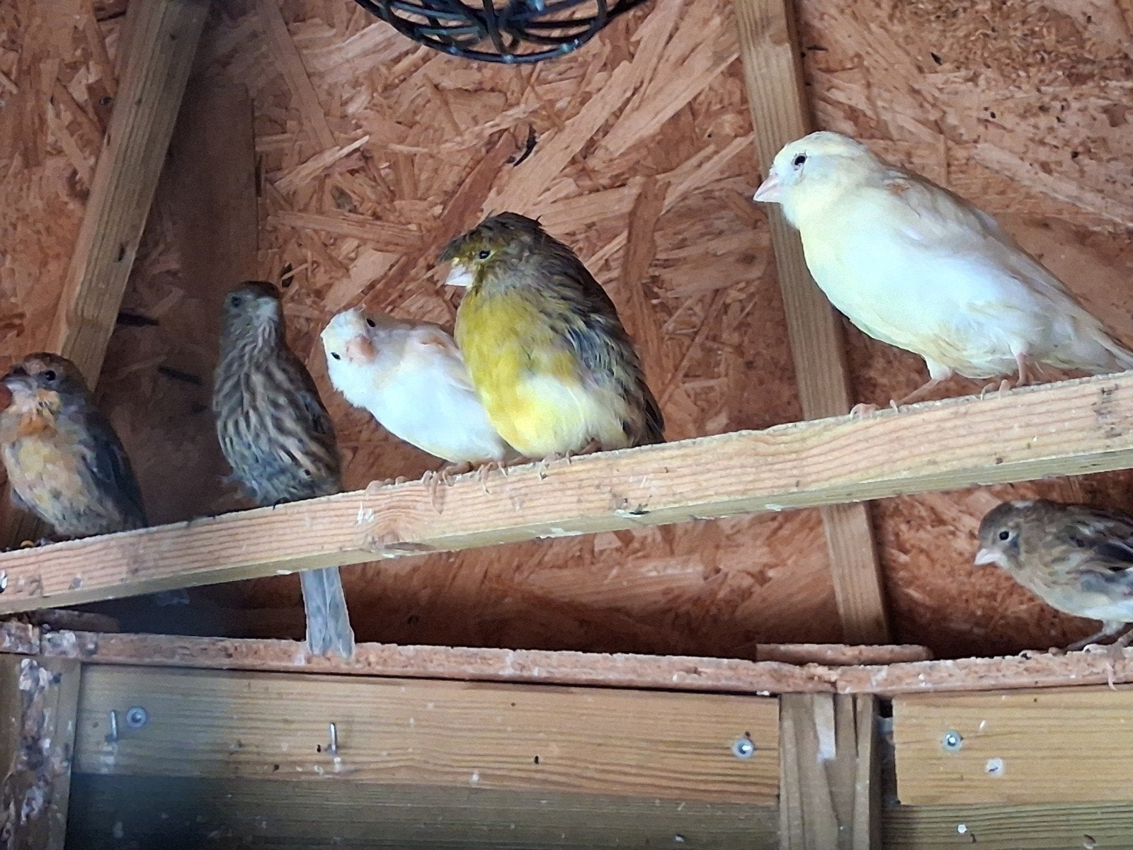 Mannetjes kanaries te koop, Dieren en Toebehoren, Vogels | Kanaries, Mannelijk, Kleurkanarie