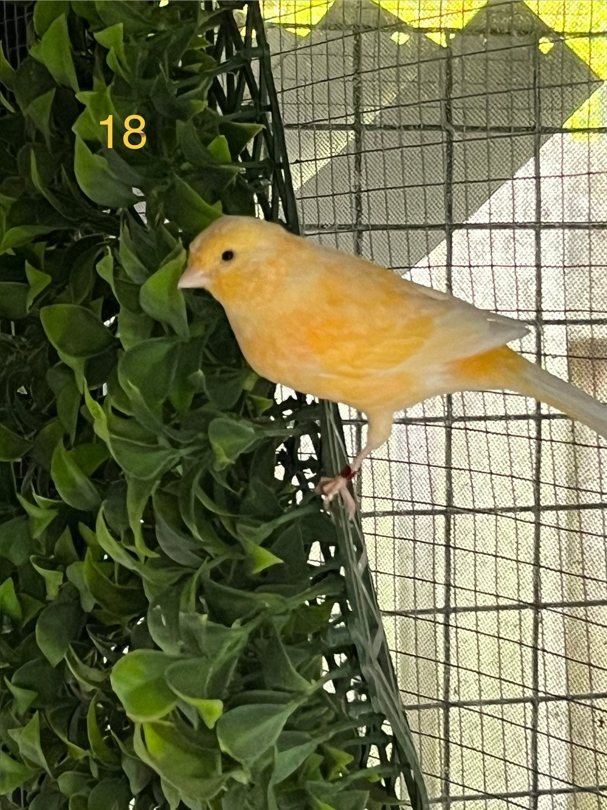 Oranje kanarie, Dieren en Toebehoren, Mannelijk, Kleurkanarie