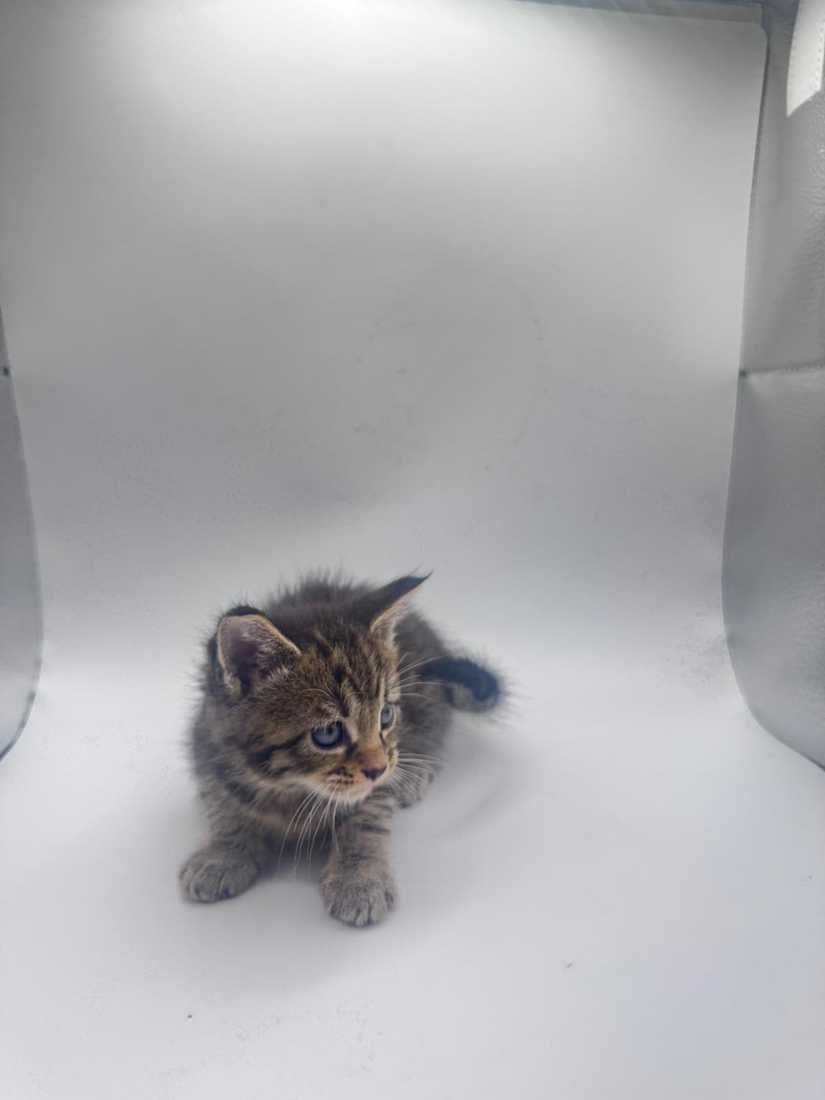 Maine Coon mix kitten, Geslacht onbekend, Langharig, 0 tot 2 jaar