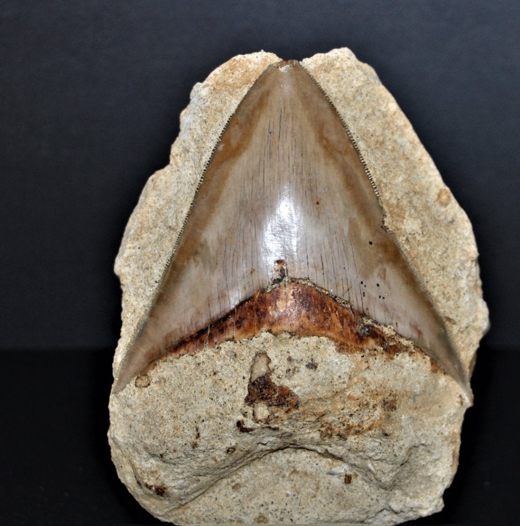 Megalodon in matrix, Ophalen of Verzenden, Fossiel