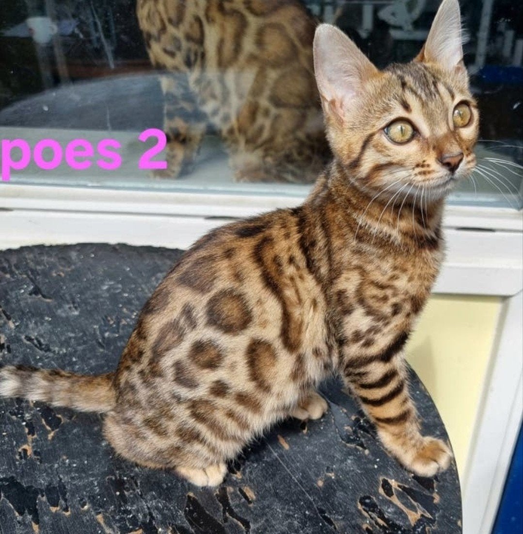 Bengaal kittens met stamboom, Poes, Met stamboom, 0 tot 2 jaar