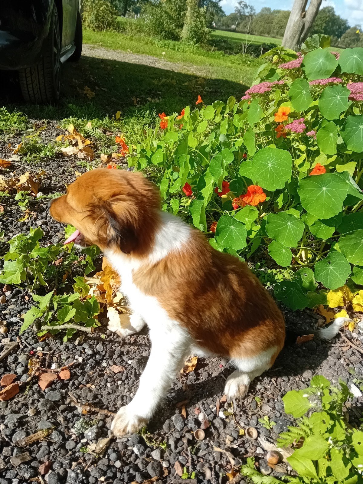 twee prachtige kooiker pups, 15 weken tot 1 jaar, Overige rassen, CDV (hondenziekte), Meerdere