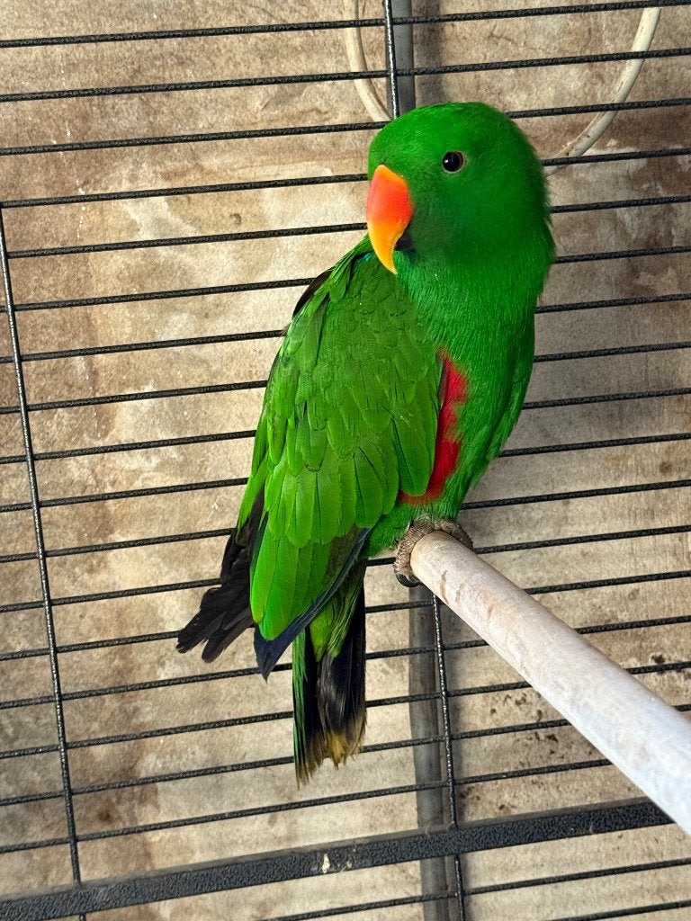 Edelpapegaai, Dieren en Toebehoren, Mannelijk, Papegaai, Pratend