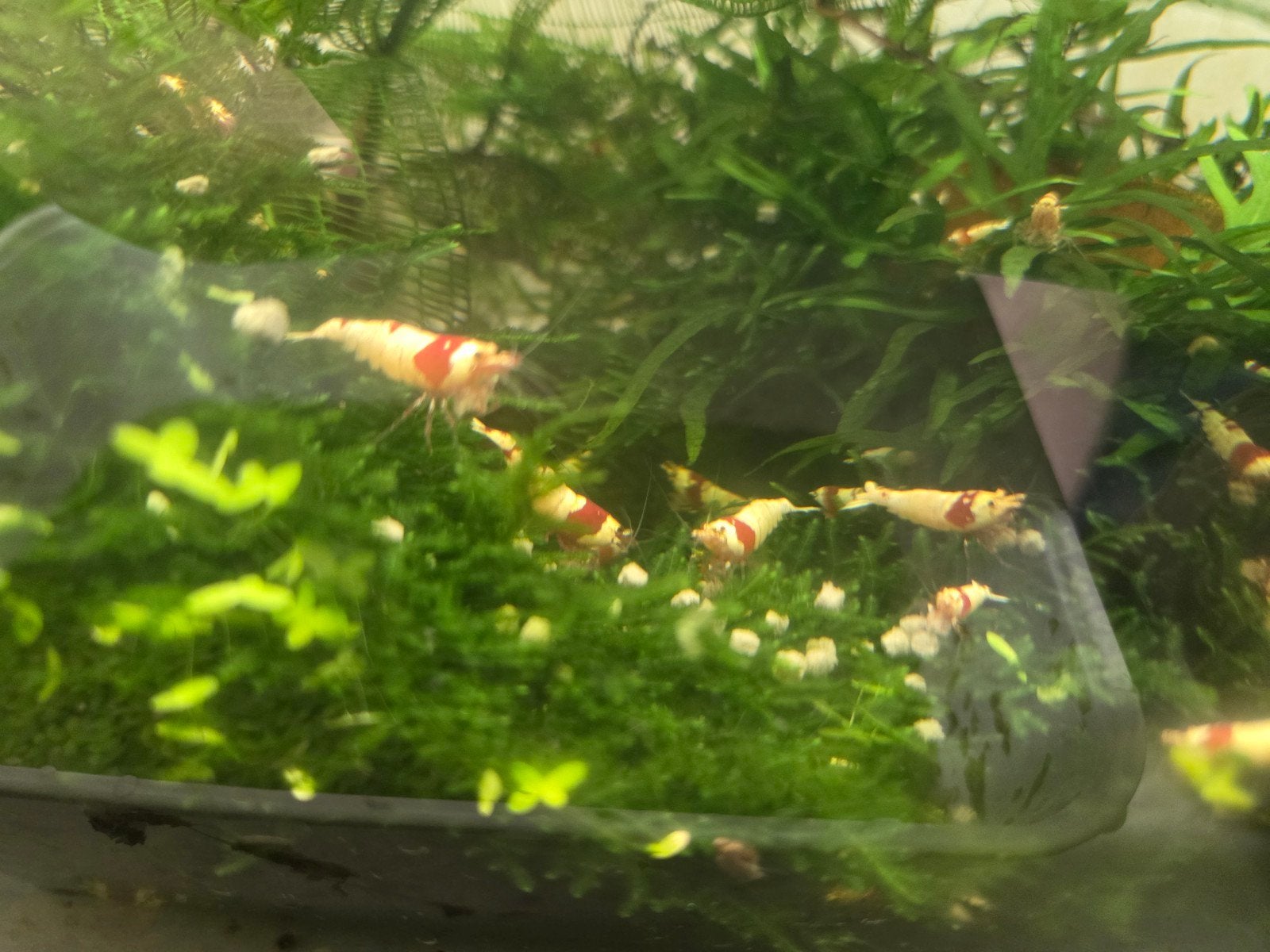 Crystal red prl garnalen, Dieren en Toebehoren, Vissen | Aquariumvissen, Kreeft, Krab of Garnaal