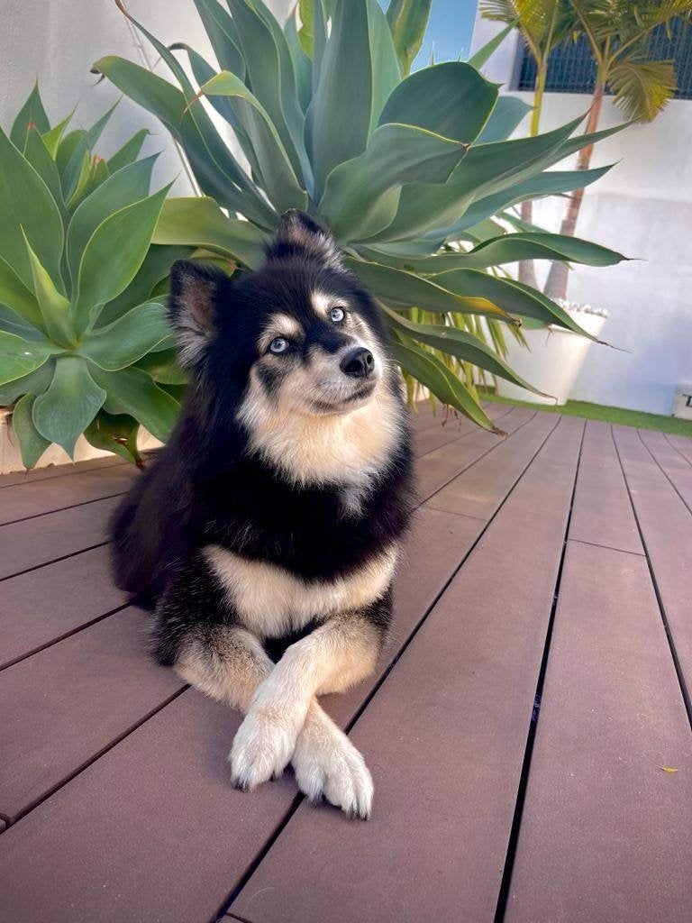 Zeer lief pomsky teefje, 6 jaar of ouder, Rabiës (hondsdolheid), Overige rassen, Teef