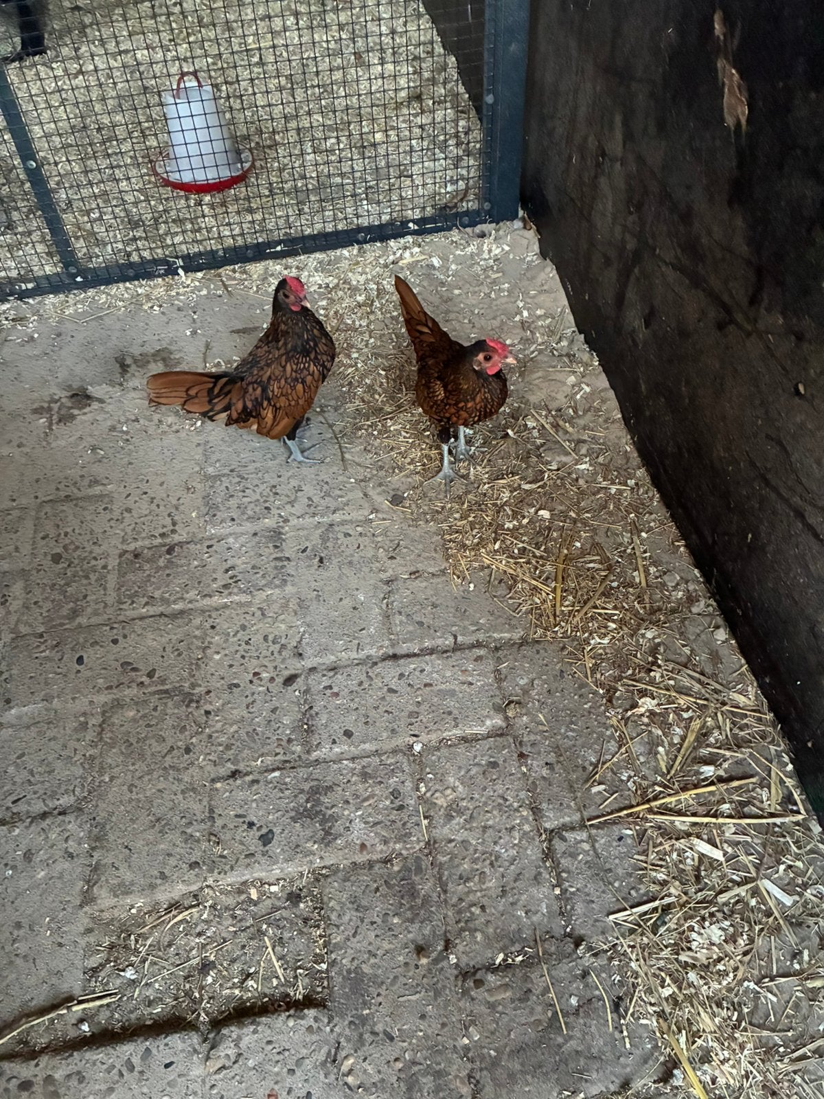 Sebright haan, Dieren en Toebehoren, Mannelijk, Kip