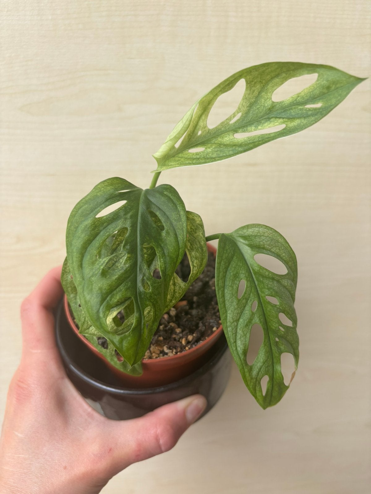 Monstera archipelag variegata, Huis en Inrichting, Kamerplanten, Ophalen of Verzenden
