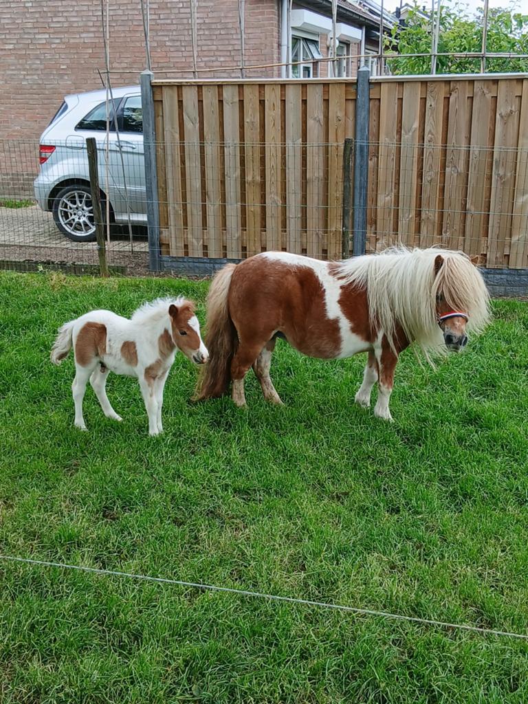 Te koop een hele mooie vos bonte merrie met veulen, Merrie, A pony (tot 1.17m), Gechipt, 11 jaar of ouder