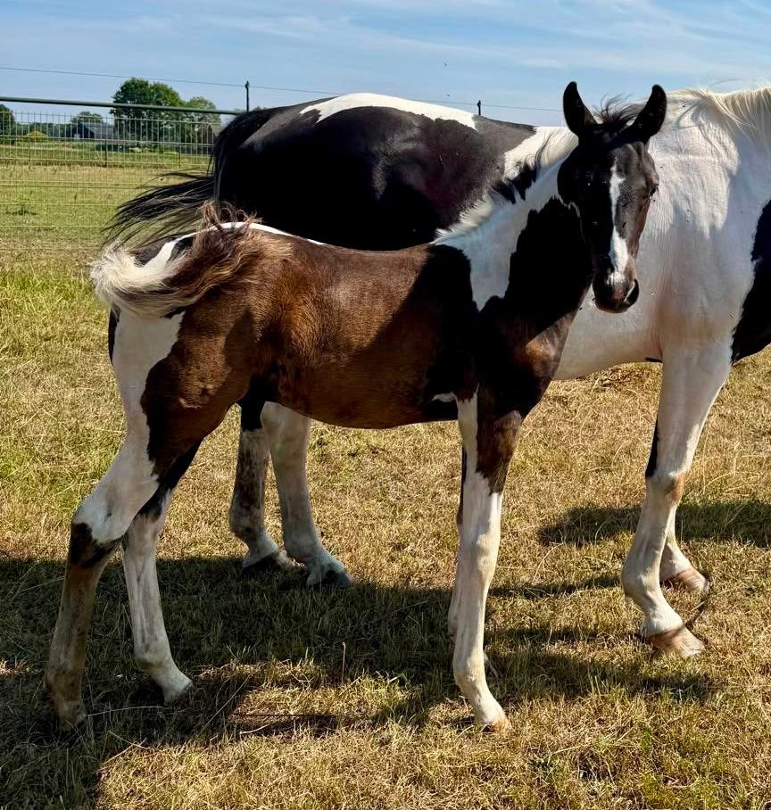 Zwartbont, Appaloosa en Bruin Hengstveulens, Met stamboom, Niet van toepassing, 0 tot 2 jaar, Hengst