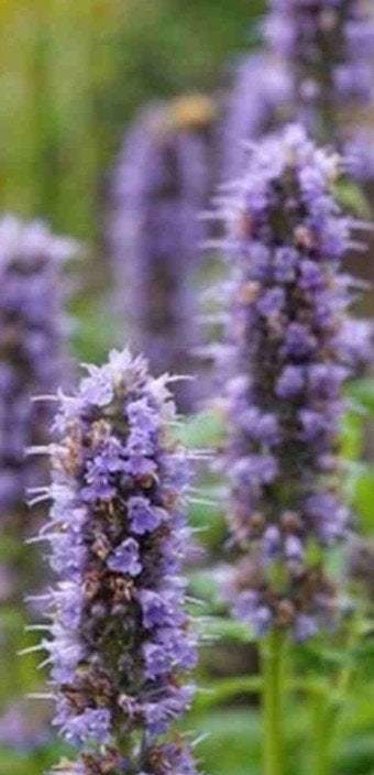Agastache 'Blue Fortune' P11 - Dropplant, Ophalen of Verzenden, Vaste plant, Overige soorten, Volle zon