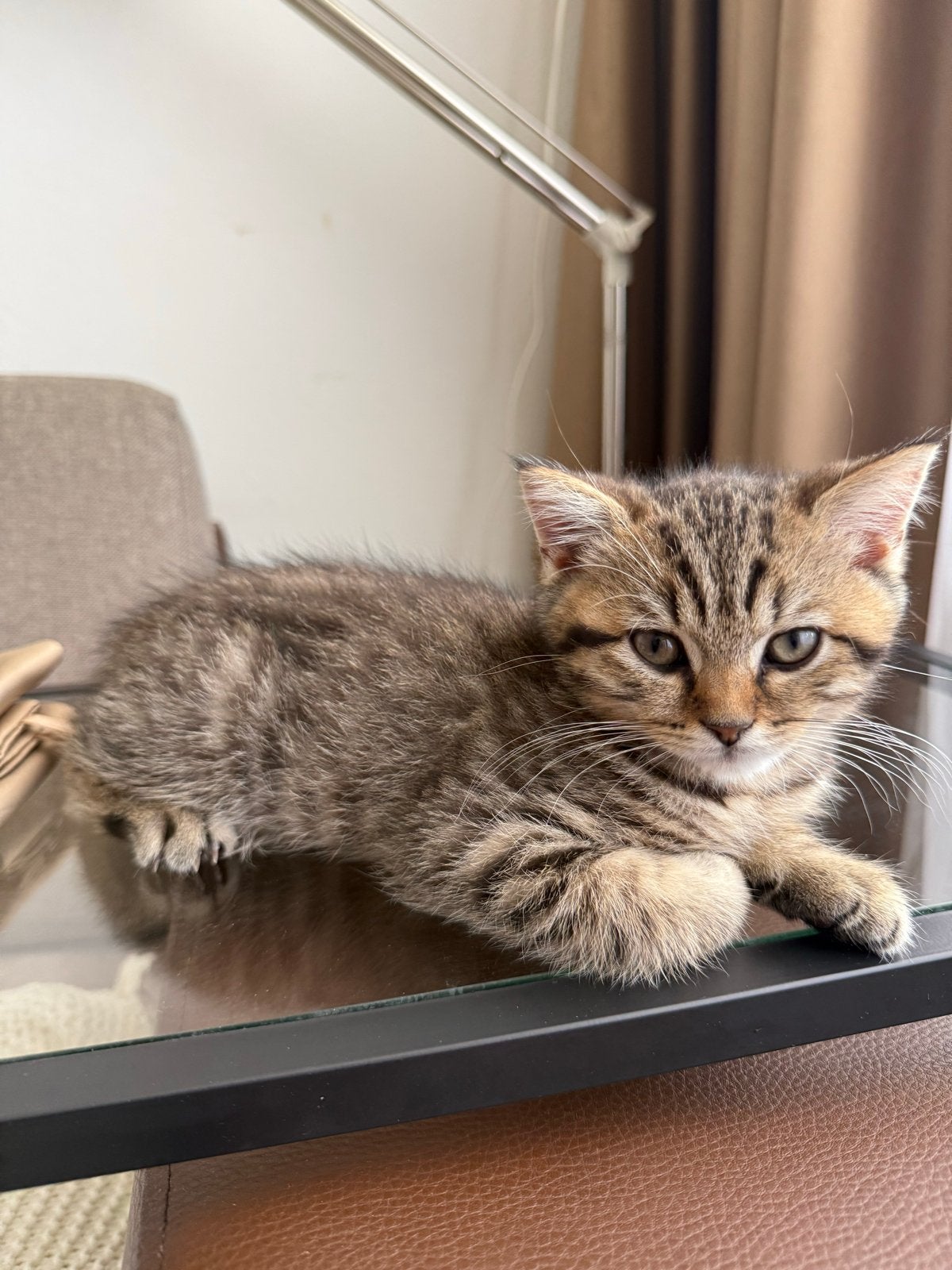 Kat, Kater