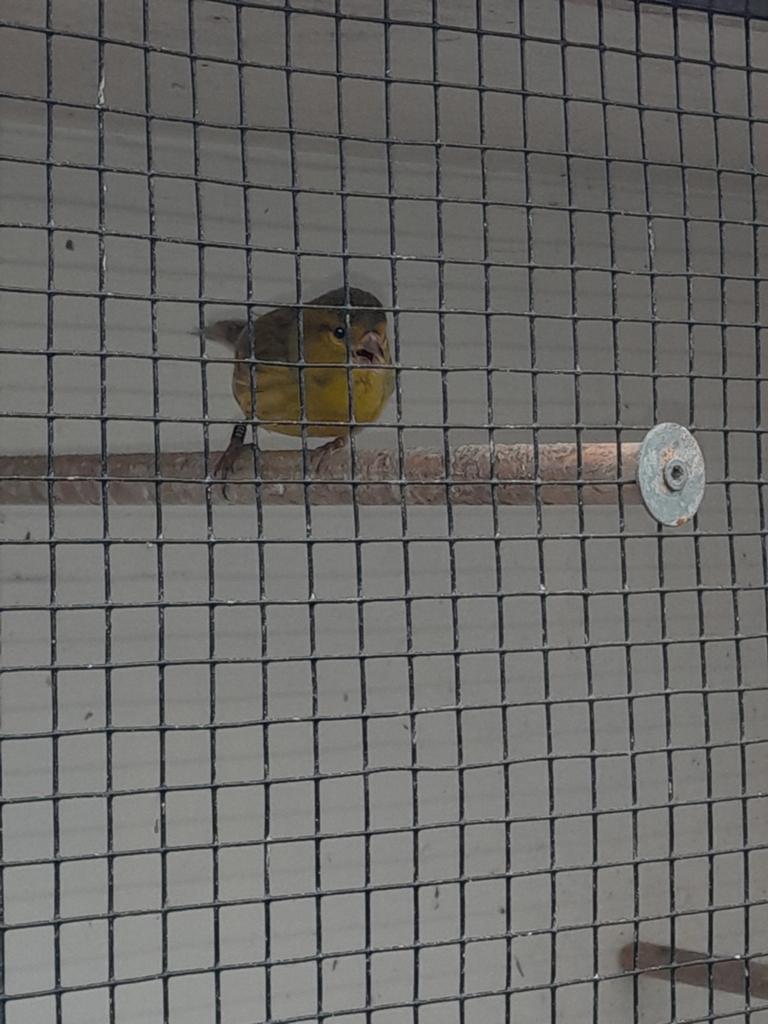 Europese sijs x kanarie man, Dieren en Toebehoren, Vogels | Overige Vogels, Mannelijk, Wildzangvogel, Geringd