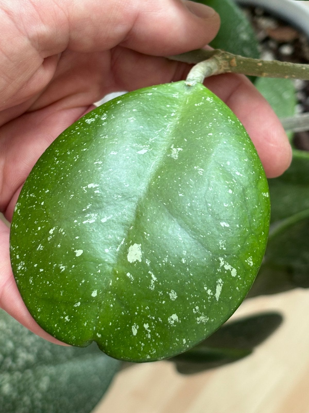 Hoya obovata, Ophalen of Verzenden, Halfschaduw, Minder dan 100 cm