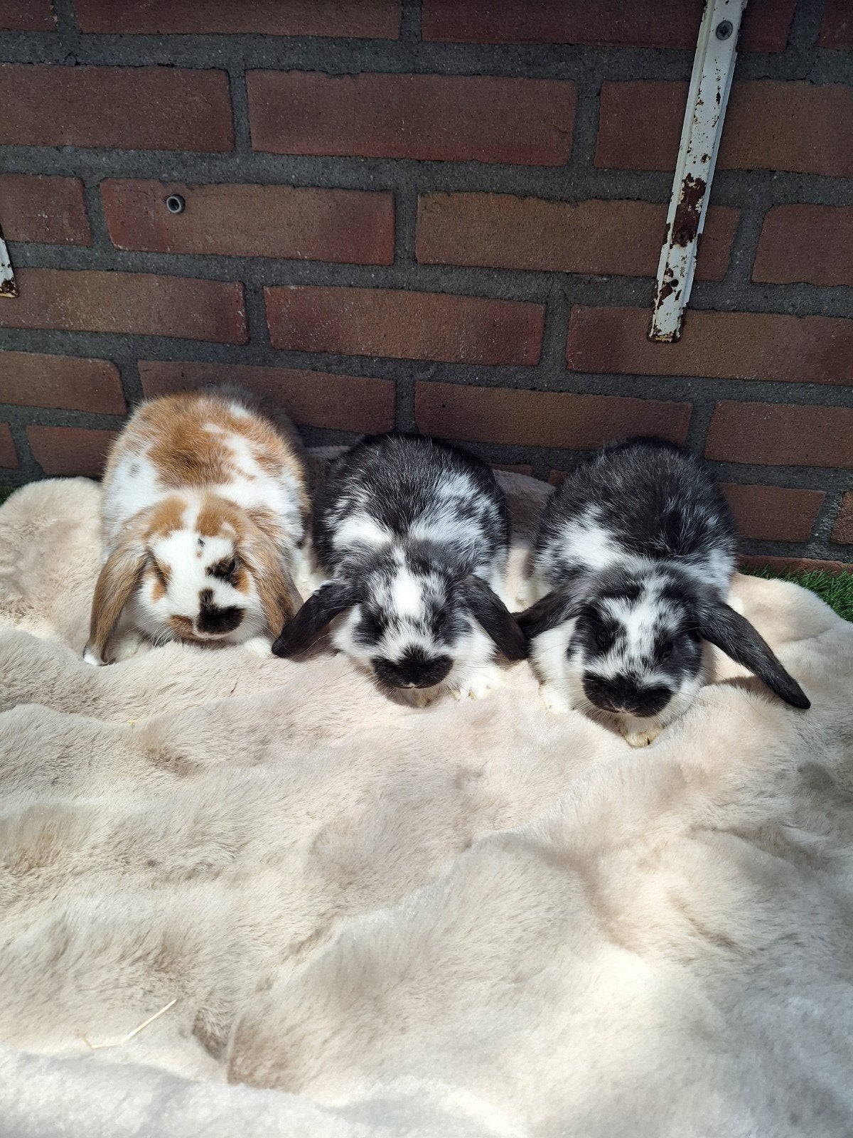 Te koop, 3 tamme jonge dwerghangoor konijntjes hangoor dwer, Meerdere dieren, Dwerg, Hangoor, 0 tot 2 jaar