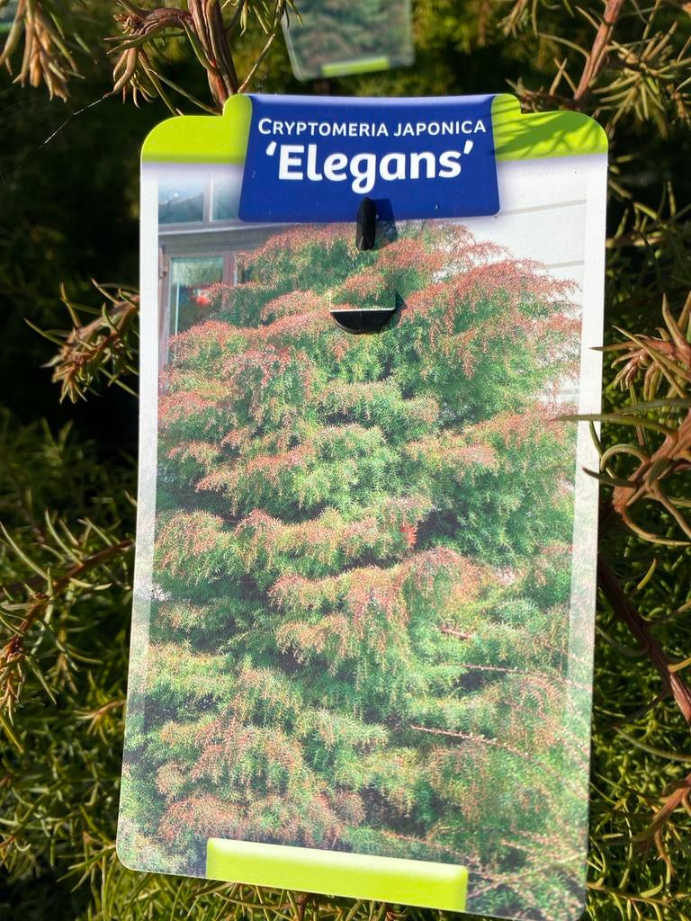 Cryptomeria japonica 'Elegans' - Japanse Ceder, Vaste plant, Bloeit niet, Halfschaduw, Ophalen