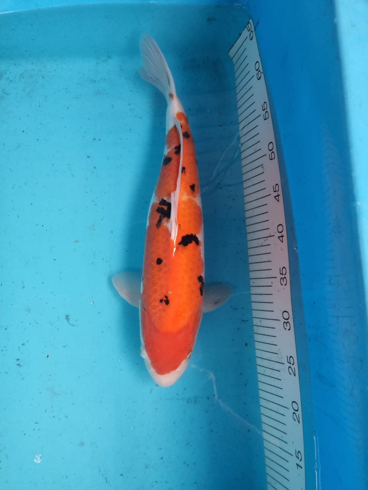 Te koop japanse koi (sanke) 43cm, Karper of Koi