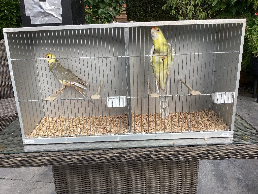 Diverse grote parkieten, Dieren en Toebehoren, Meerdere dieren, Parkiet, Geringd