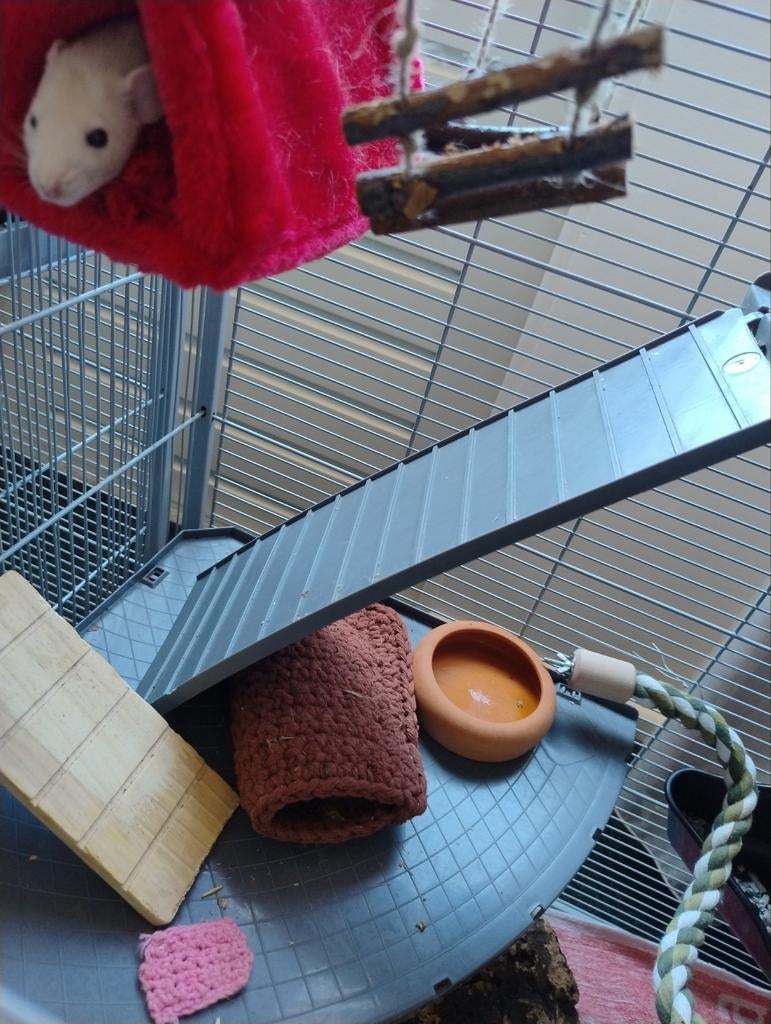 Dwergratten ratten muizen slaapzakken, Januari, Meerdere dieren, Rat