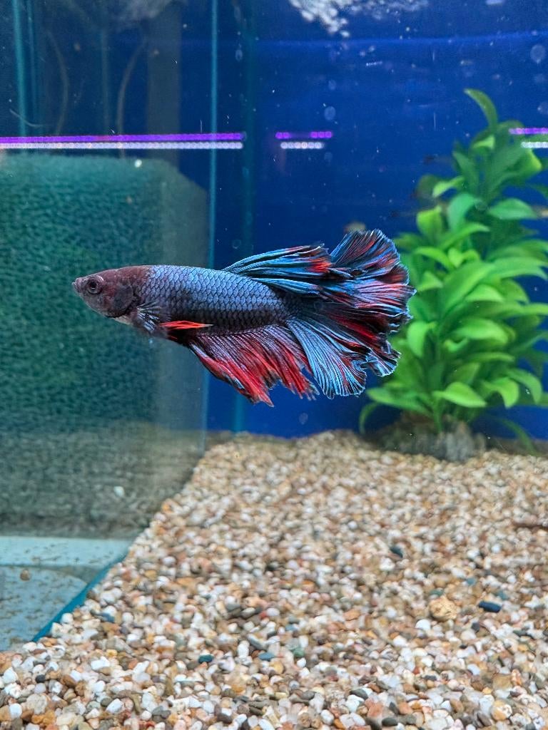 Betta-vis, Vis, Zoetwatervis