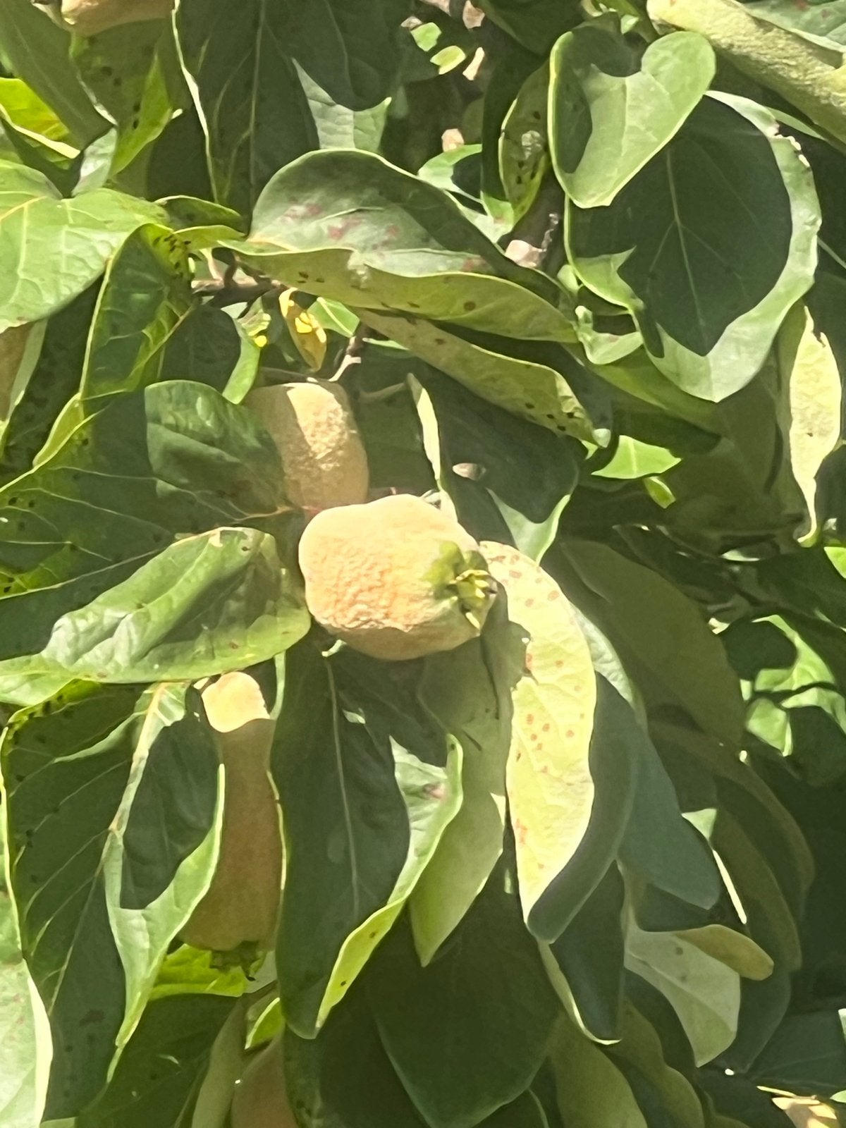 Bananenbomen te koop - Haal de tropen in huis!, Ophalen, Volle zon, Vaste plant, Bloeit niet