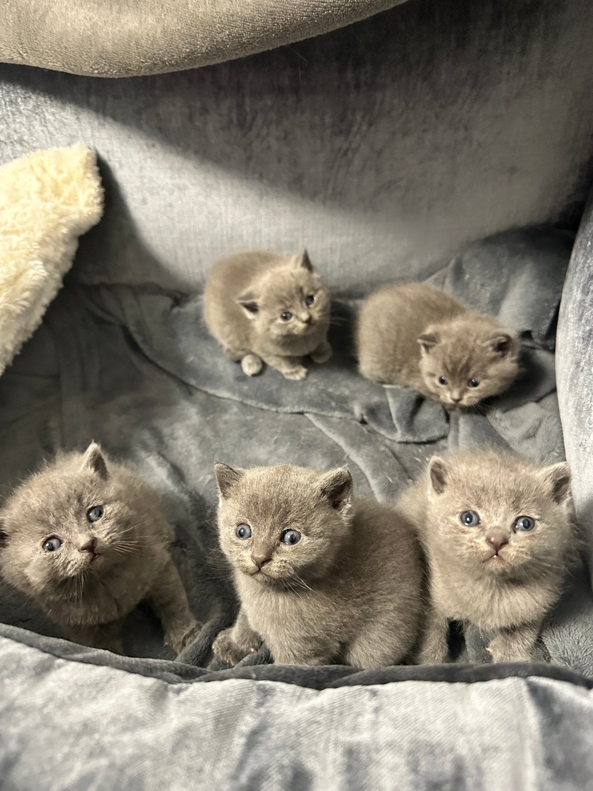 Prachtige britse korthaar kittens TE KOOP!!