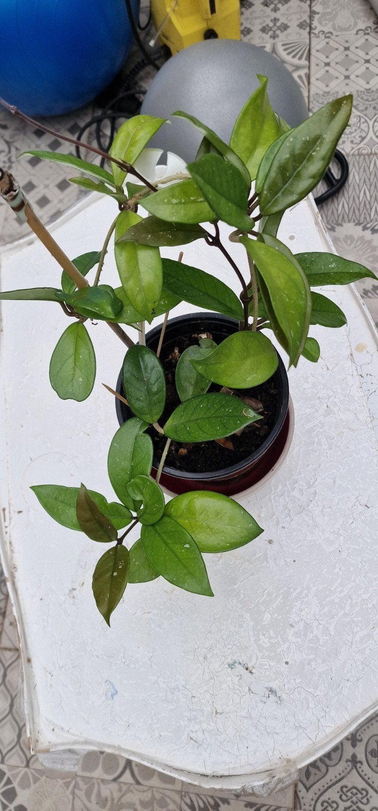 Hoya Carnosa 'Krimson Queen' - Prachtige Wasbloem, Ophalen of Verzenden
