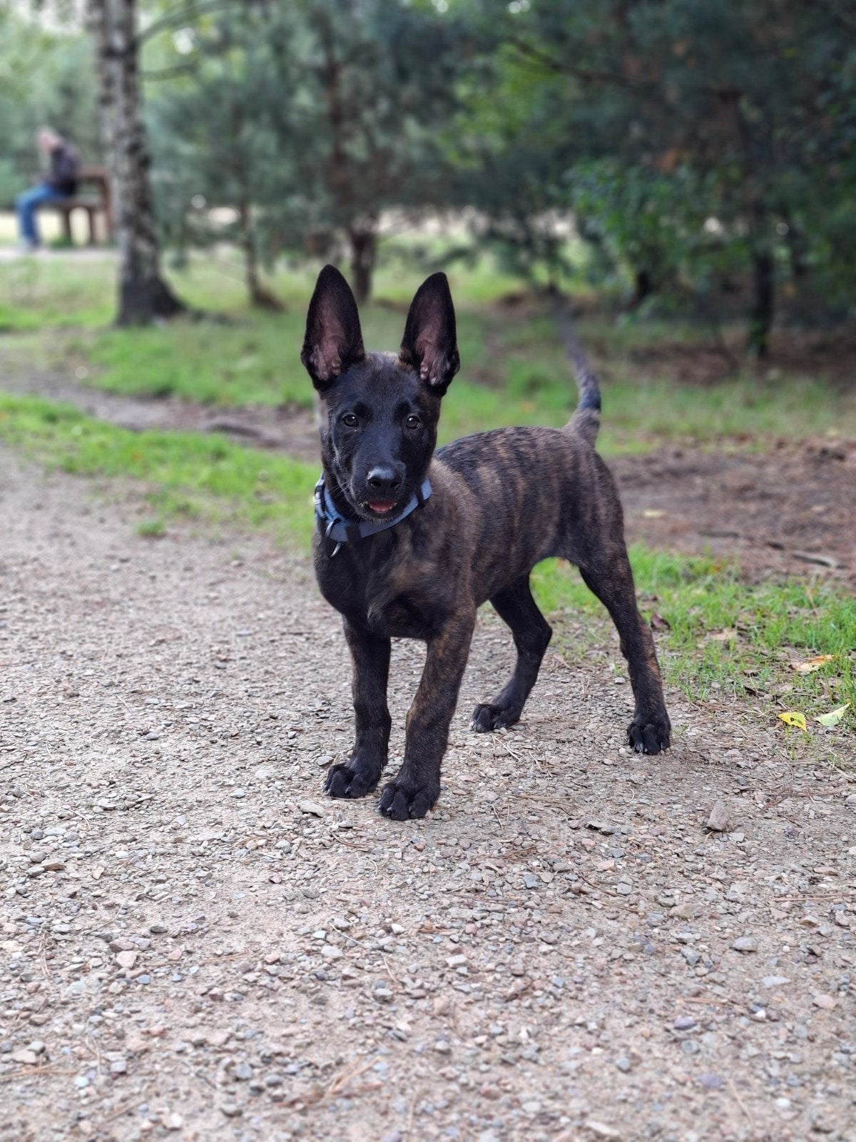 Mechelse herder puppy met bloedlijn te koop, Reu, 8 tot 15 weken, Parvo, Eén hond