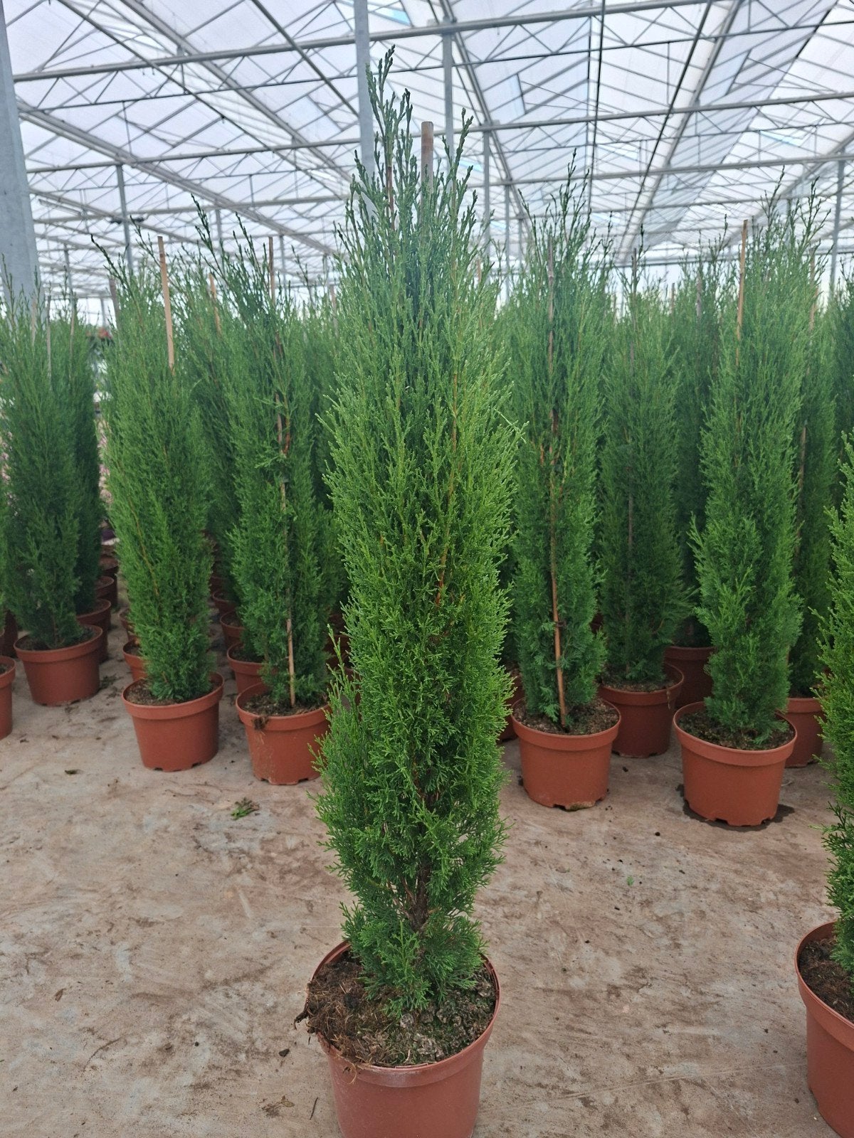 Cupressus sempervirens - Italiaanse cupressus, Ophalen, Overige soorten