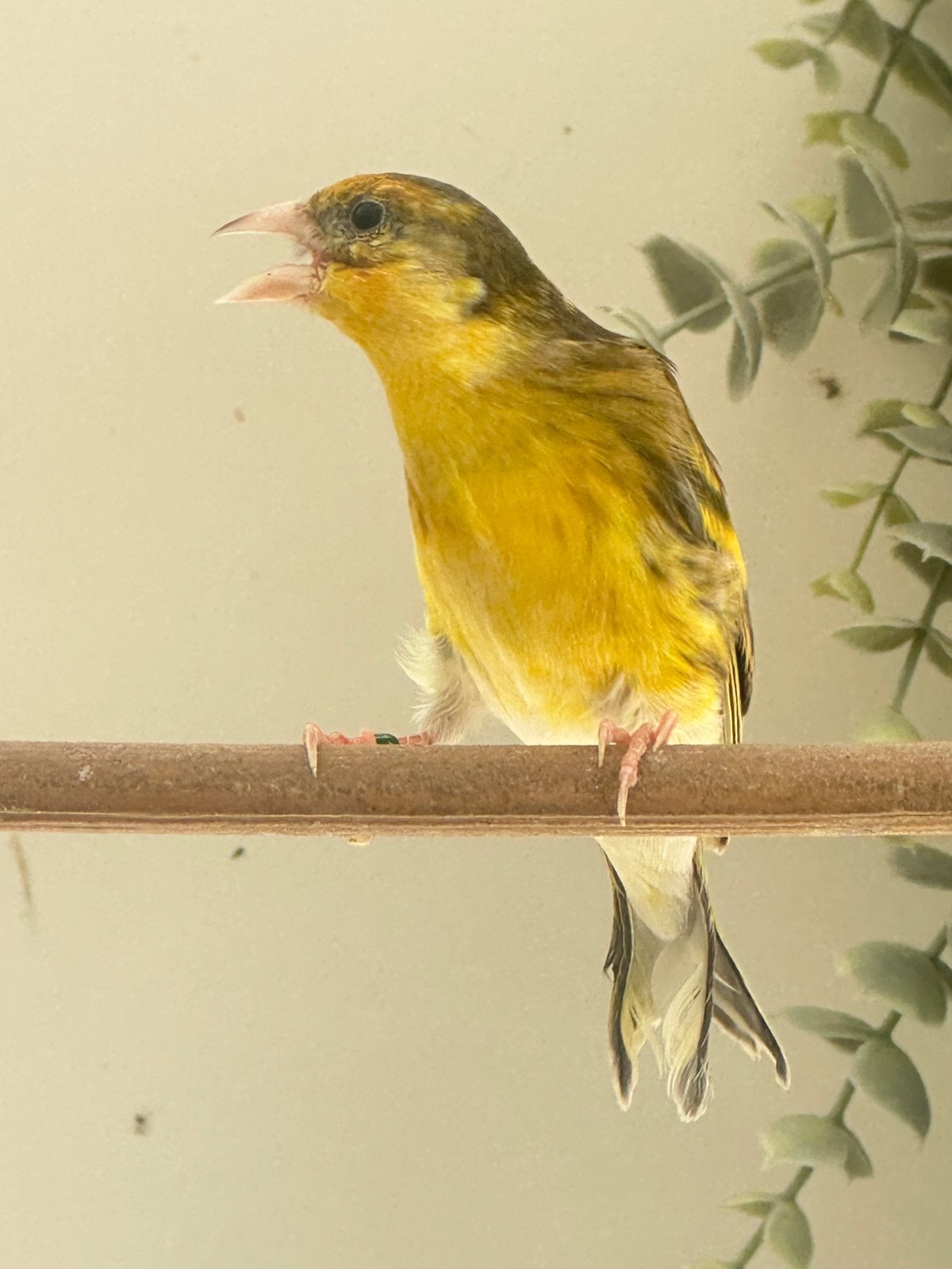 Putter bastaard geel bont jaspis van 2026, Mannelijk, Wildzangvogel, Geringd