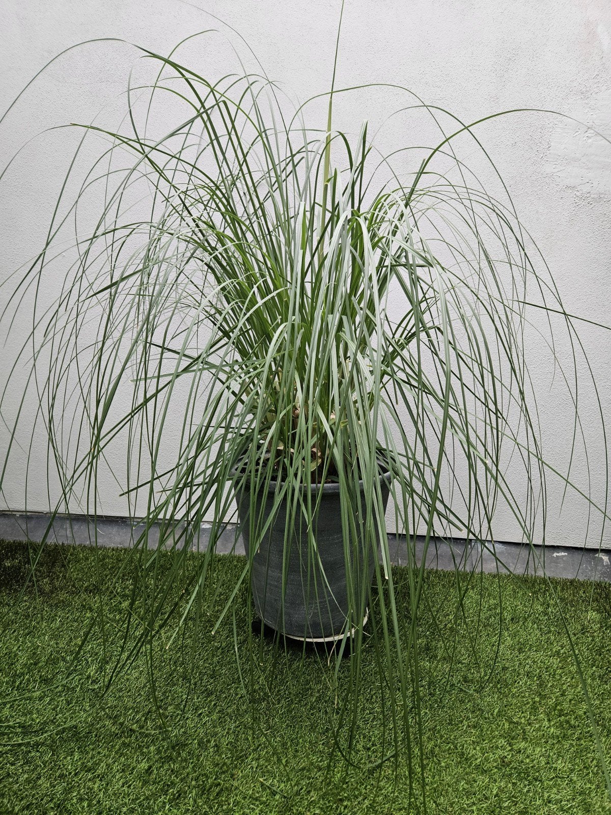 pampas gras, Tuin en Terras, Planten | Tuinplanten, Ophalen, Overige soorten