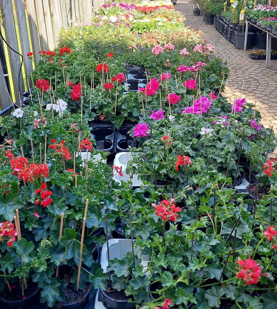 Zomerbloeiers Geranium, Hangpetunia, Knolbegonia eva soorten, Tuin en Terras, Ophalen, Eenjarig, Overige soorten, Volle zon