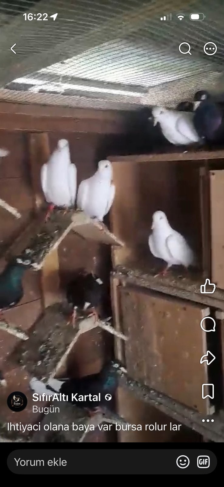 Takla bursa rolur 70 sutuk, Dieren en Toebehoren, Meerdere dieren, Postduif