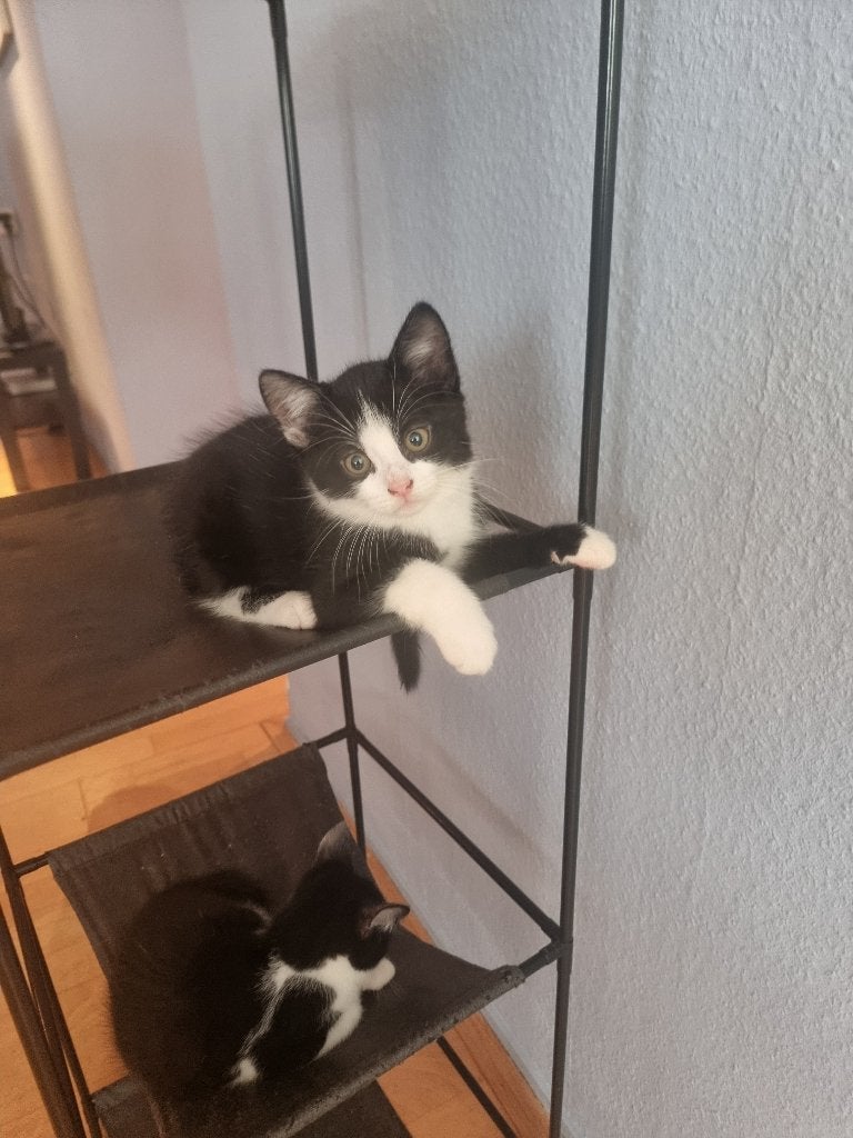 Kittens te koop, Dieren en Toebehoren, Meerdere dieren, 0 tot 2 jaar