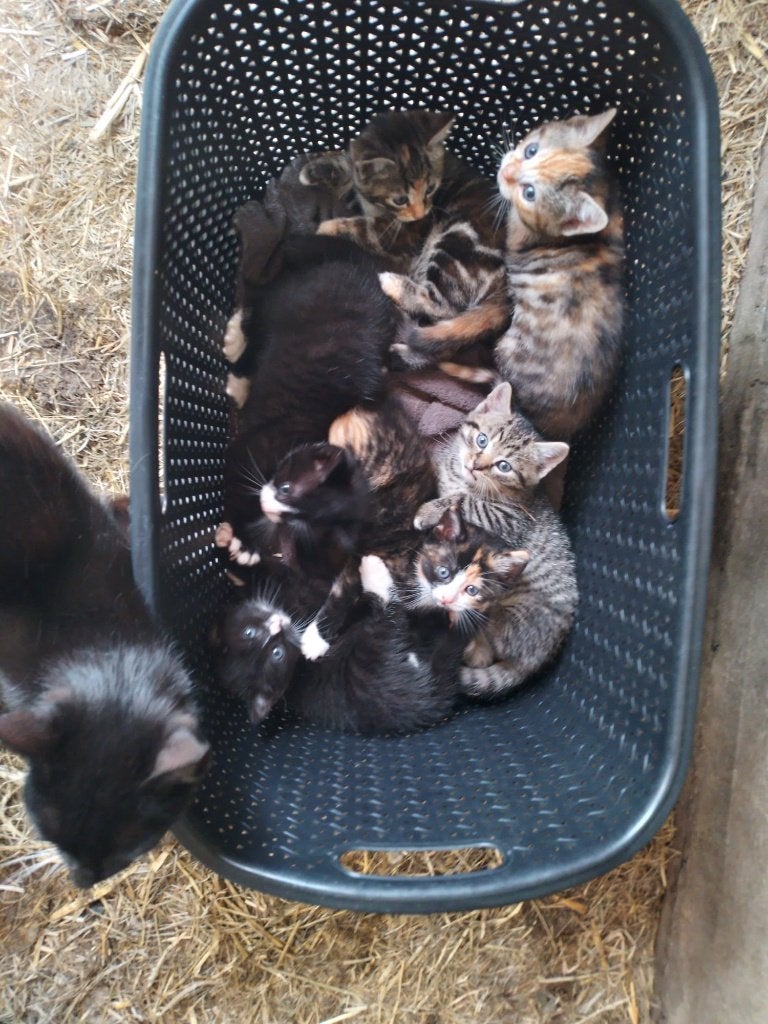 Lieve boerderij kittens, Dieren en Toebehoren, Katten en Kittens | Overige Katten, Meerdere dieren, Kortharig, 0 tot 2 jaar