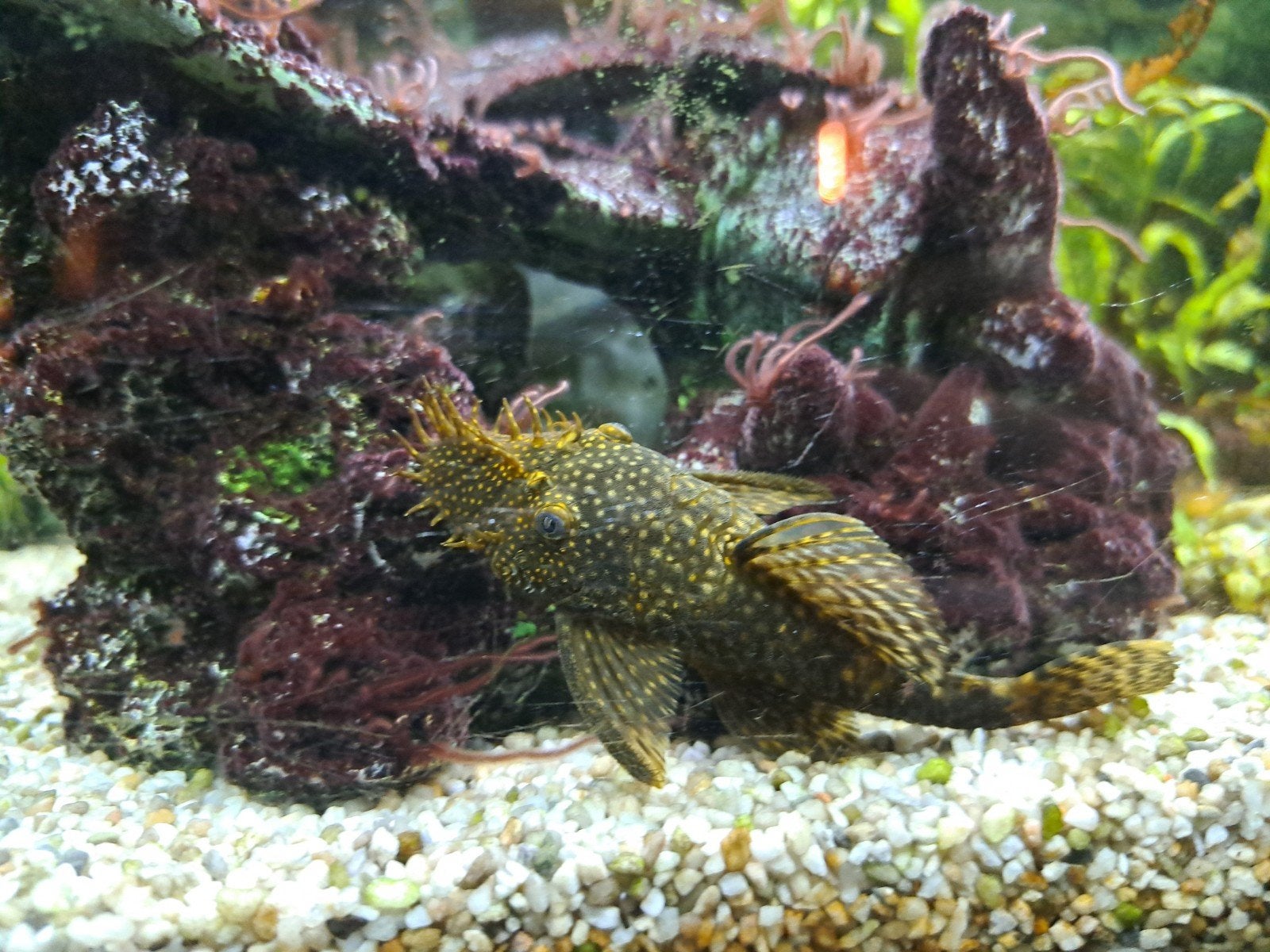 Diverse Aquarium vissen, Dieren en Toebehoren, Vissen | Aquariumvissen, Vis