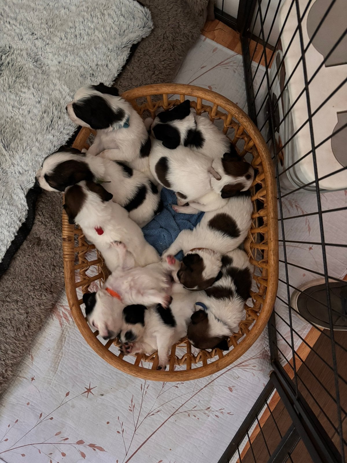 Onze Sproet heeft 9 kleine puppy’s gekregen!, 8 tot 15 weken, Parvo, Meerdere, Meerdere dieren