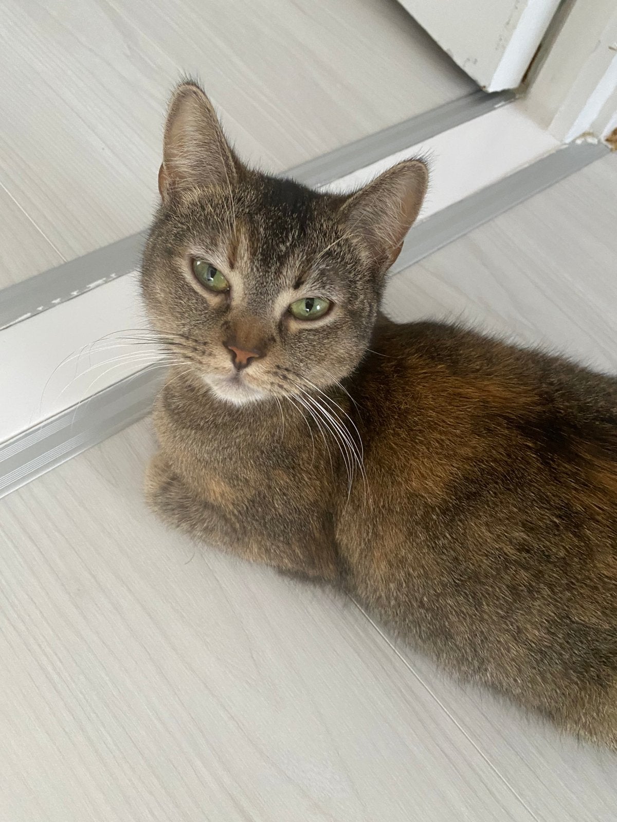 Kat, Poes