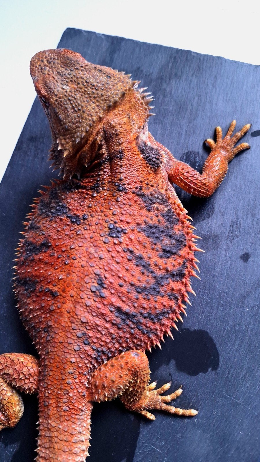 50% Red Monster Extreme Blue Tiger Baardagaam Man (Holdback) Bearded Dragon photo 8