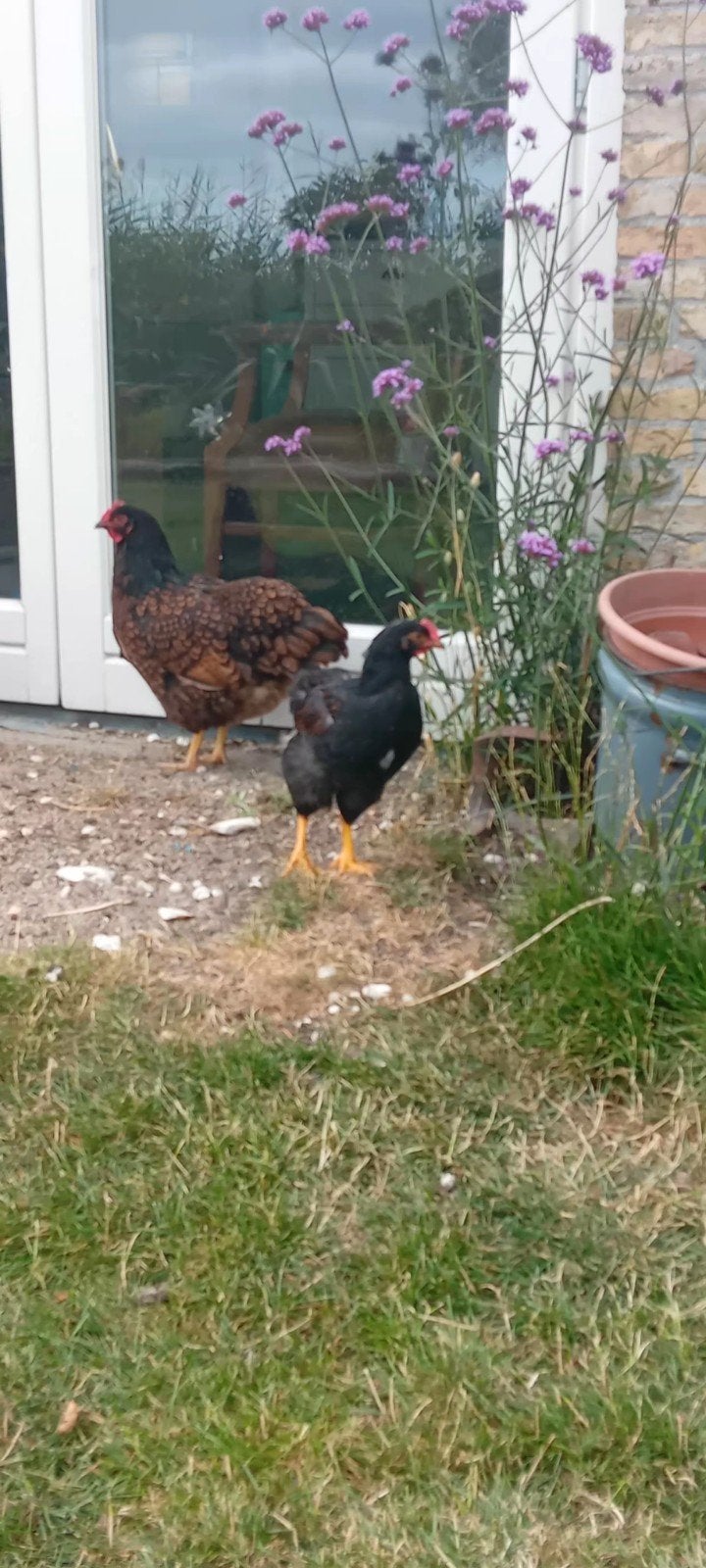 Barnevelder kuikens (bruin dubbel gezoomd), Mannelijk, Kip