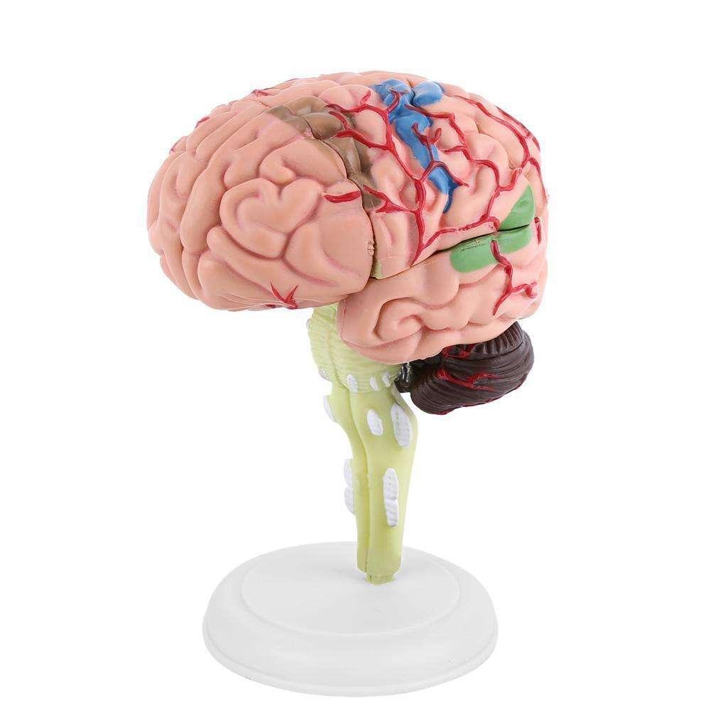 Brein Menselijk Anatomie Model / School Skelet Medisch, Diversen, Verzenden, Nieuw