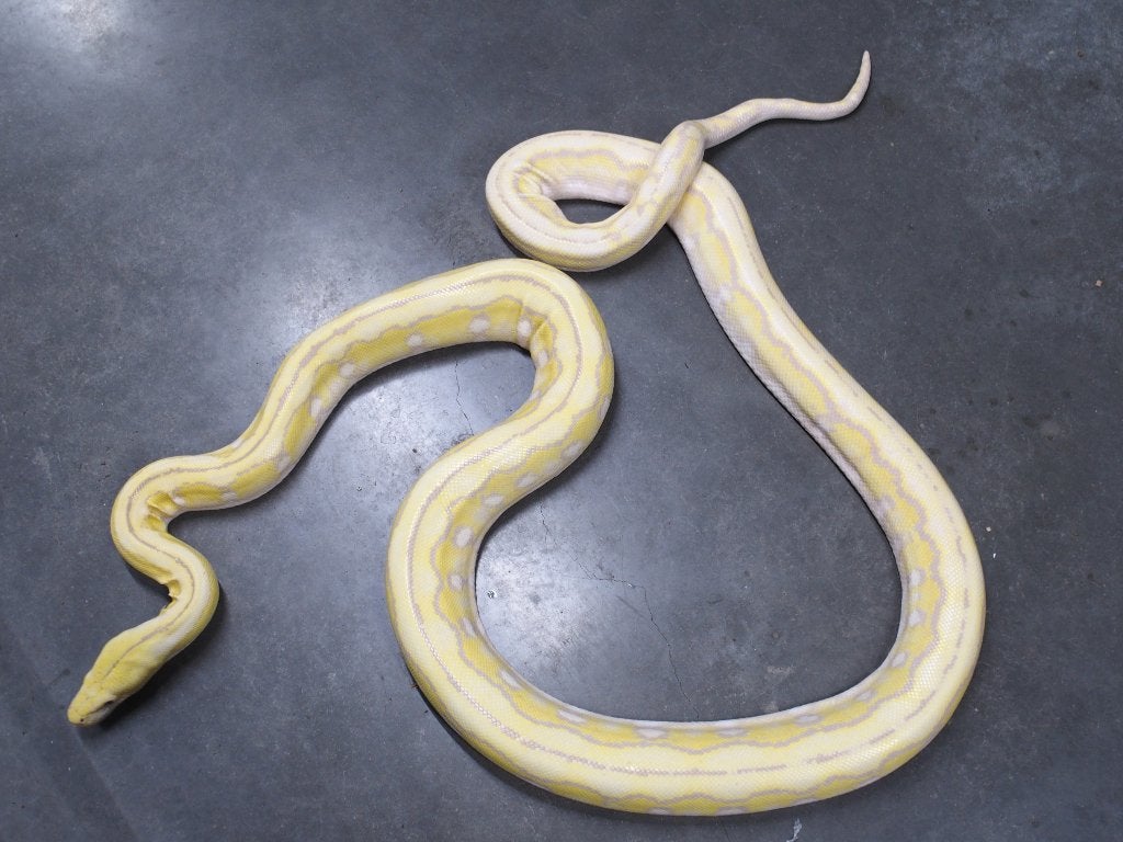 Malayopython reticulatus superdwarf Reticulated Python photo 2