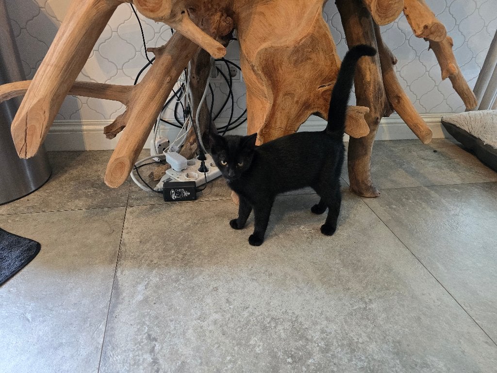 Kat mannetje.  4 maanden oud, Dieren en Toebehoren, Kater, 0 tot 2 jaar