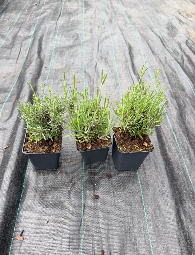 Lavendel hidcode in p9, Ophalen, Overige soorten, Volle zon