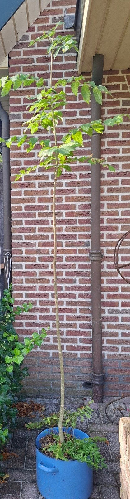 Jong Es Boompje, Tuin en Terras, Planten | Bomen, Ophalen, Volle zon, Overige soorten