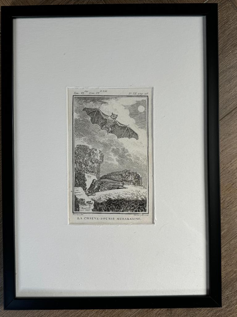 Vleermuis - gravure 1770 - O U D - P0740, Antiek en Kunst, Kunst | Etsen en Gravures, Ophalen of Verzenden, Ets, 1700 - 1799