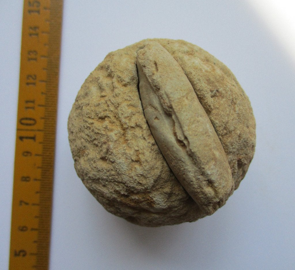 Barietknol met fossiele mossel, Steinhardt, Oligoceen, Verzenden, Fossiel