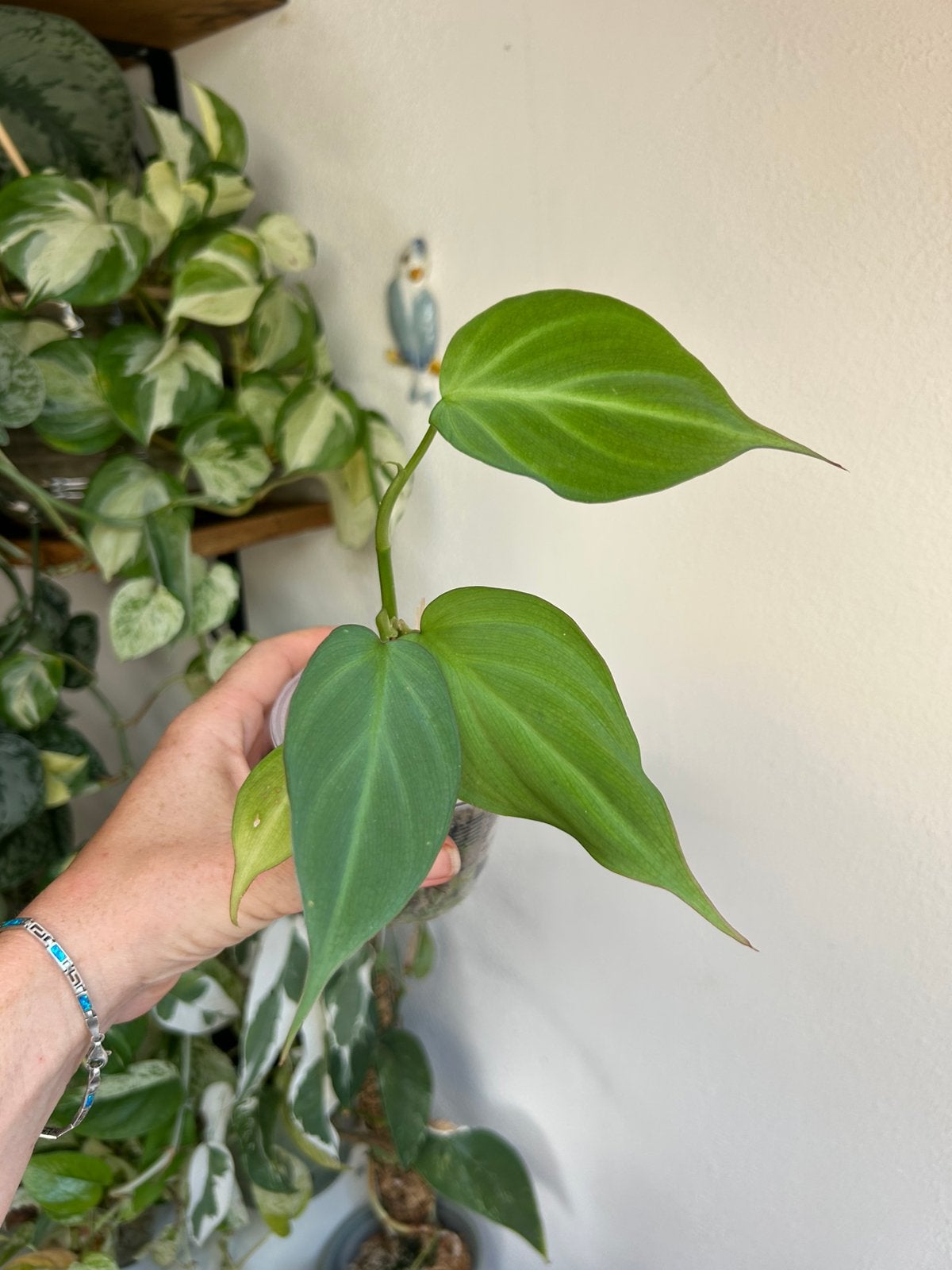 Philodendron camposportoanum, plantjes uit wetstick, Huis en Inrichting, Kamerplanten, Ophalen of Verzenden, Halfschaduw, Minder dan 100 cm