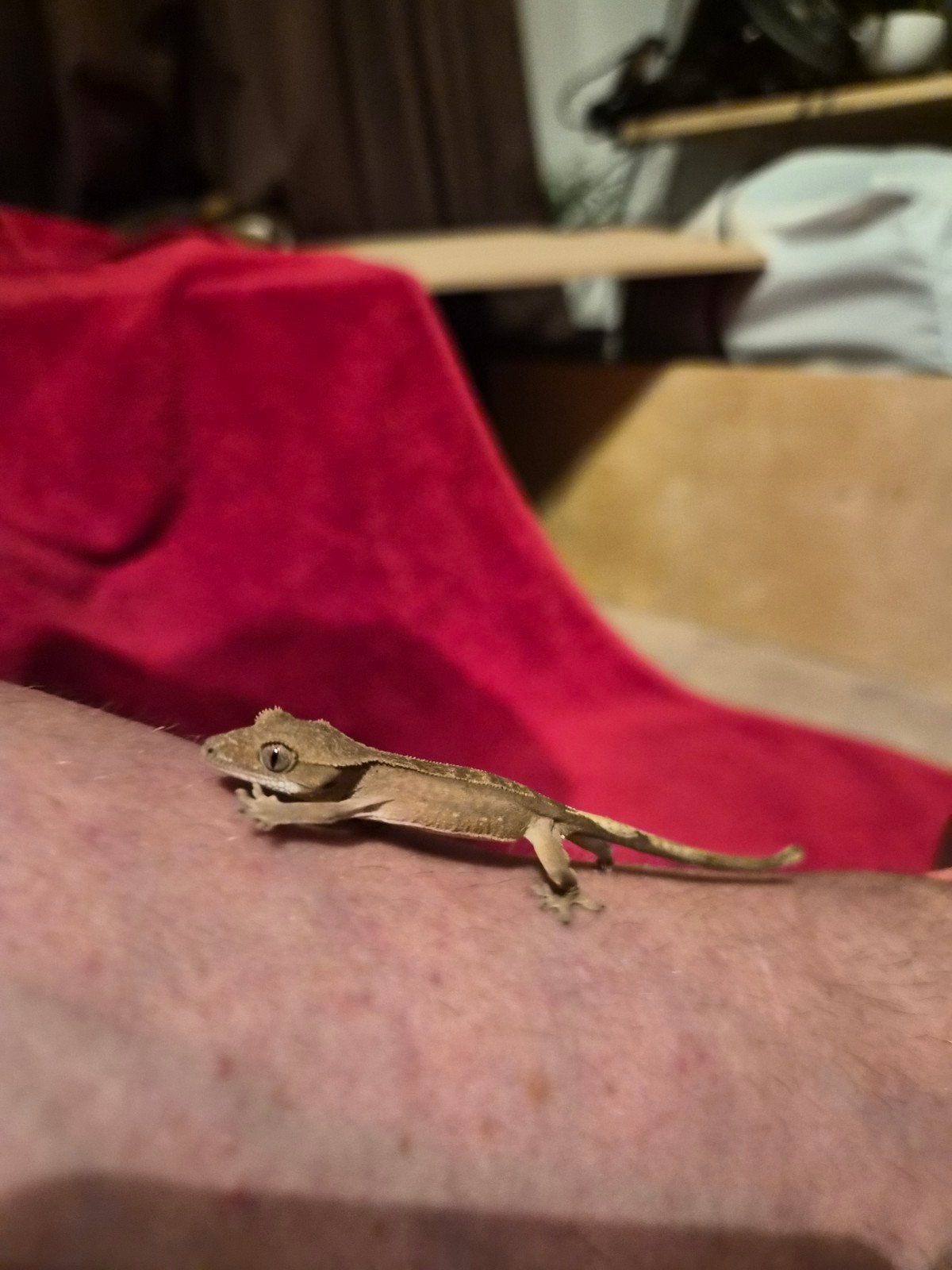 wimper gekko Lucky, Overige soorten, Tam, 0 tot 2 jaar