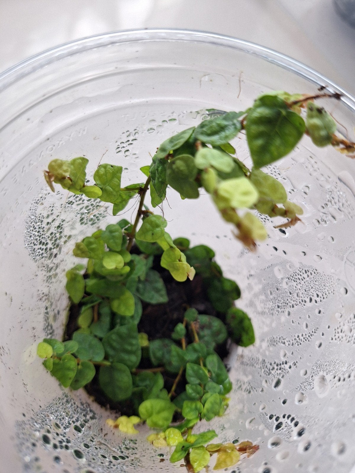 terrarium plant ficus pumila, Ophalen of Verzenden, Halfschaduw, Minder dan 100 cm