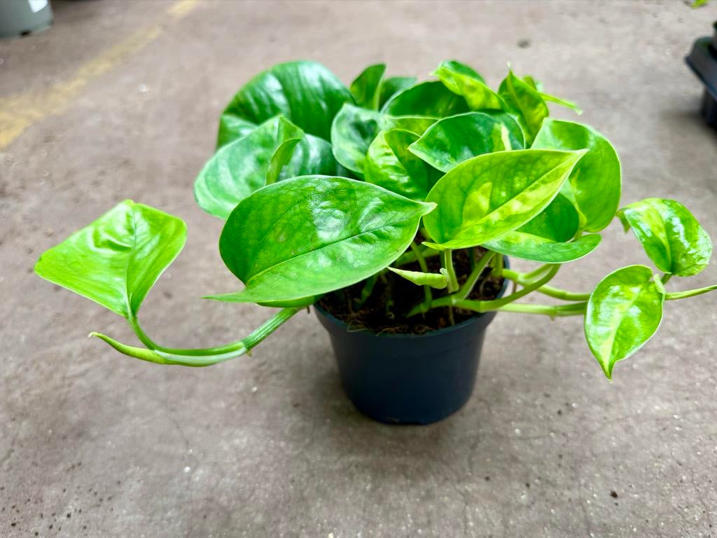 Epipremnum Global Green P12, Huis en Inrichting, Kamerplanten, Overige soorten, In pot, Minder dan 100 cm, Groene kamerplant